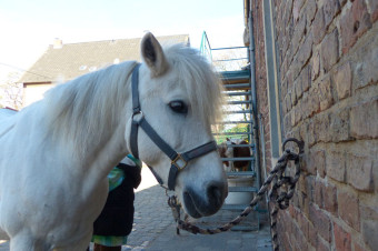 Pony Bobby, Gut Rodderhof