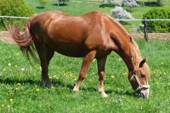 Pony Firlefanz, Gut Rodderhof
