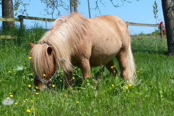 Pony Peterchen, Gut Rodderhof