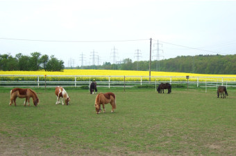 Unsere Ponys auf der täglichen Weide