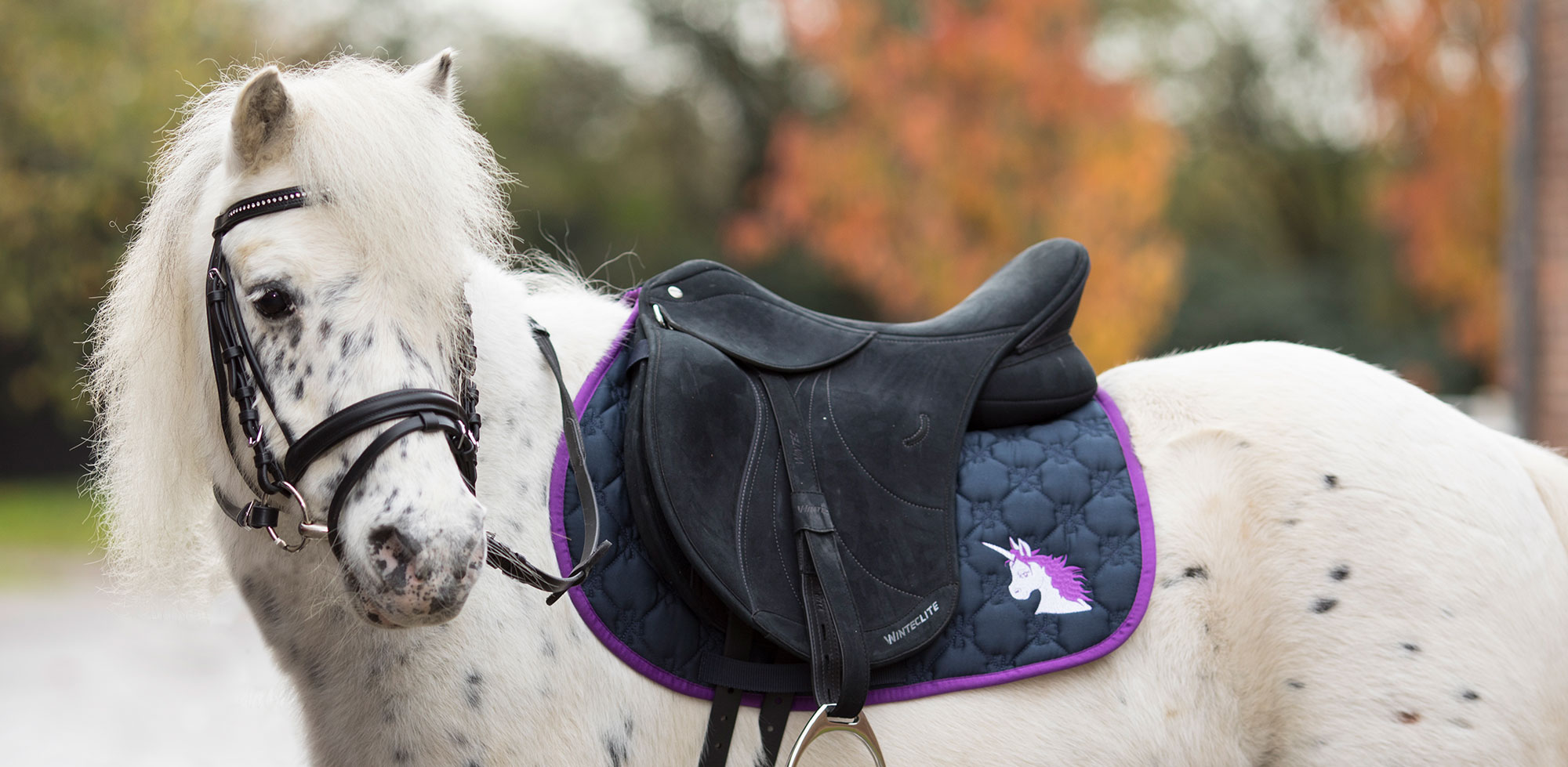 Banner Guppenunterricht