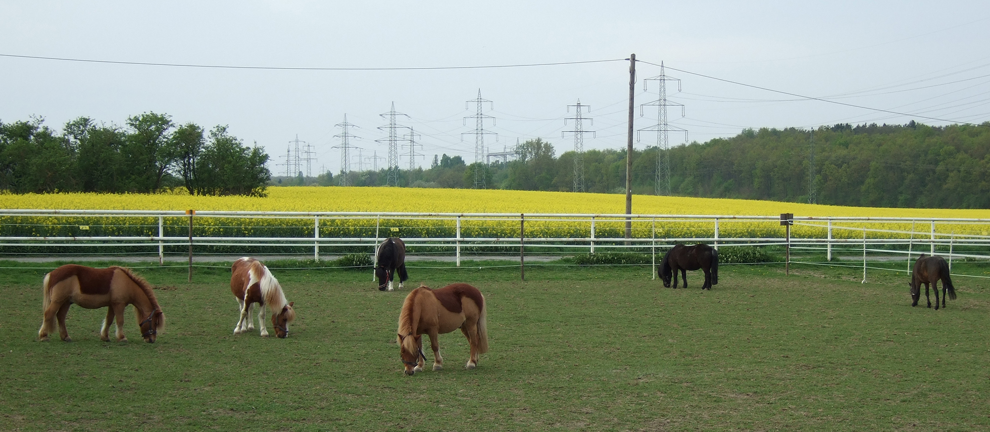 Ponys auf der Weide Banner