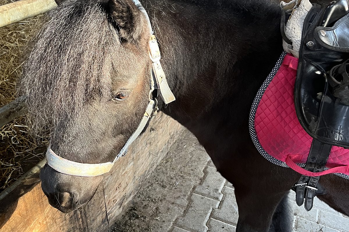 Blacky Kleinkindunterricht