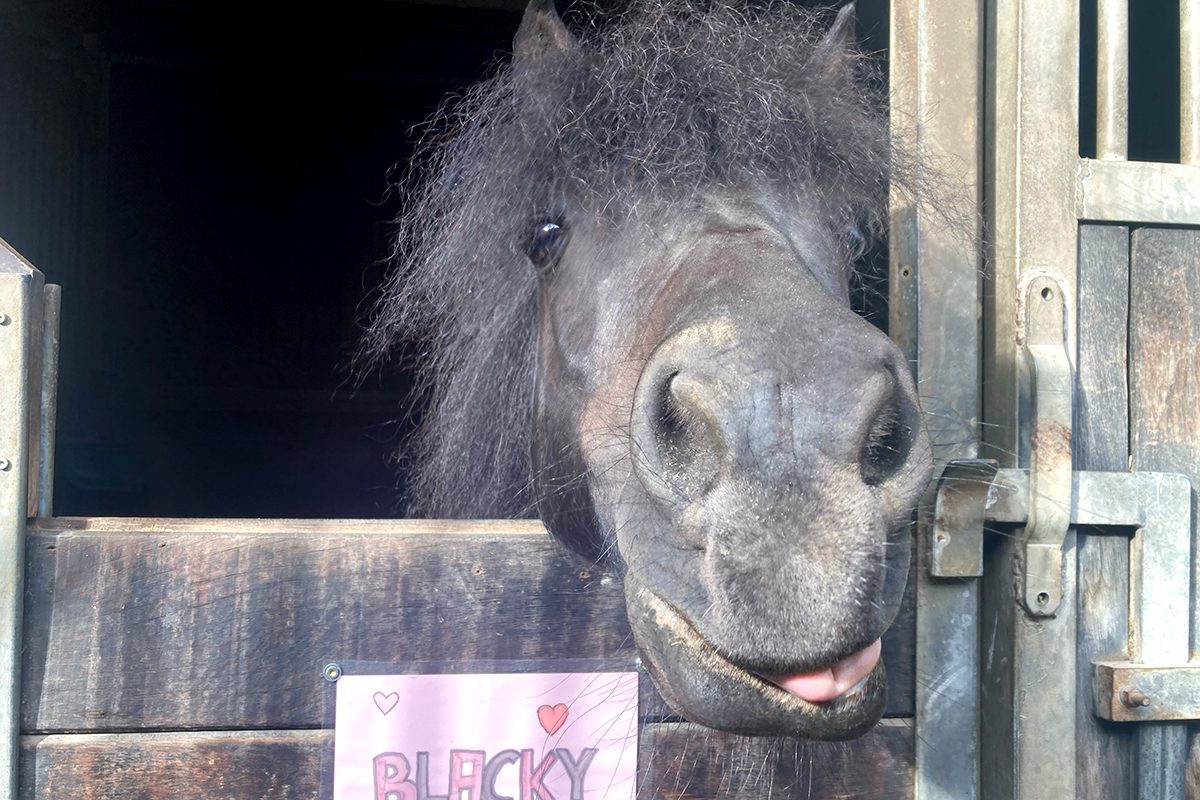 Blacky Bodenarbeit für Kids